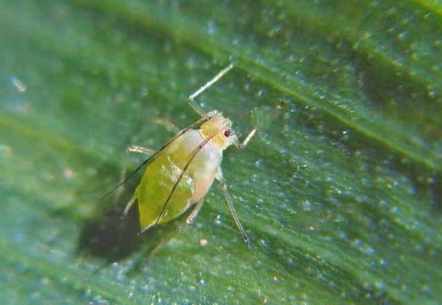 Aphids on seedlings: how to get rid of the pest without burning the leaves