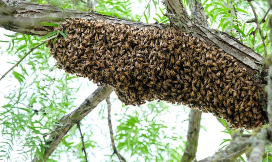 Bee swarming: causes and methods of control