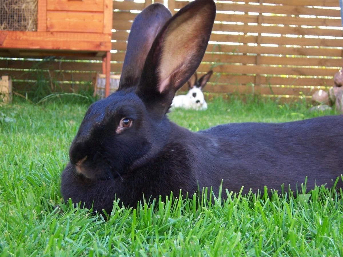 Black Rabbit Breeds