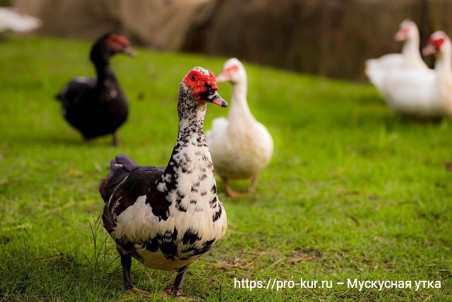 Breeding Muscovy ducks at home in detail for beginners