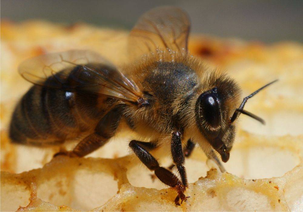 Central Russian bee: description, pros and cons of the breed
