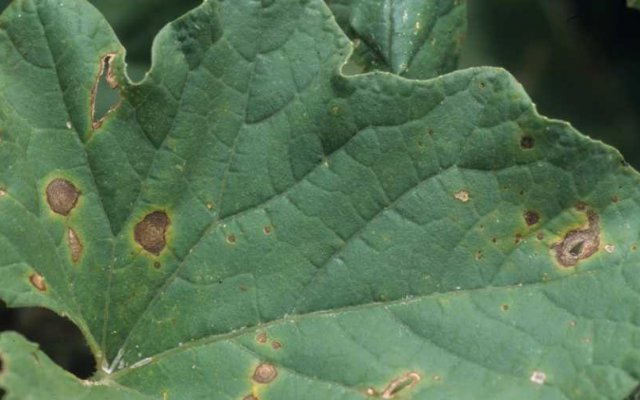 Cucumber Disease Identifier: Photos, Descriptions, Control Measures and Prevention