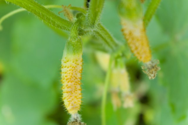 Cucumbers are rotting on the vine: how to save the plantings