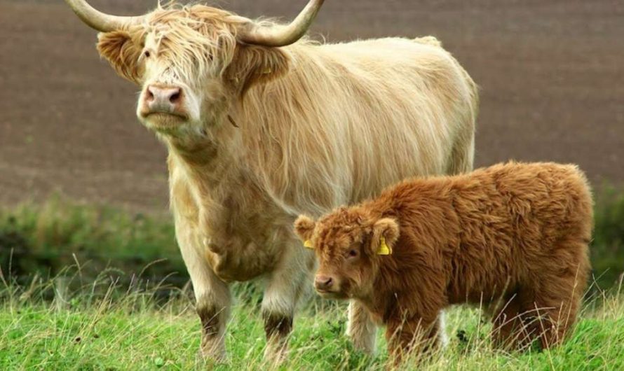 Dwarf cows: the best breeds and their productivity