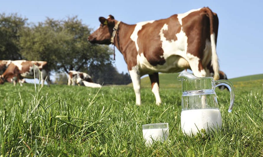 Fat content of cow’s milk and methods for determining it