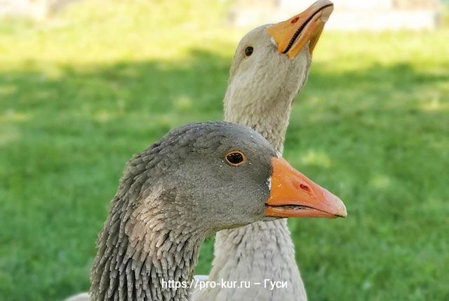 Feeding geese depending on their age and intended use