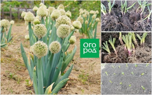 How to Divide Perennial Onions: Step-by-Step Instructions