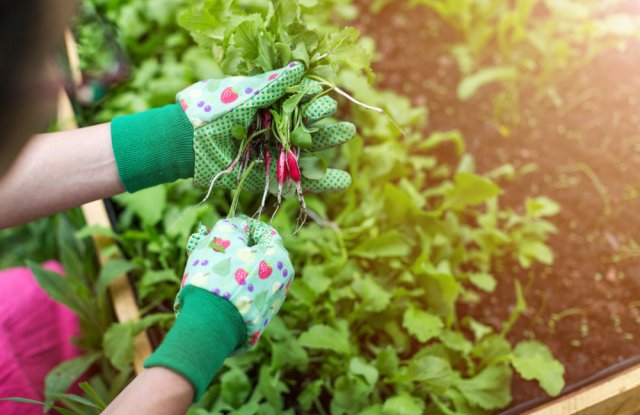How to Grow Radishes in Summer – Six Months of Continuous Harvest