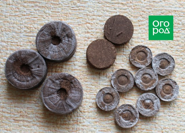 How to Grow Seedlings in Peat Tablets – Step-by-Step Master Class with Photos