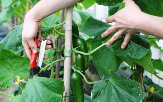 How to Pinch Cucumbers Properly – Useful Tips with Photos and Videos
