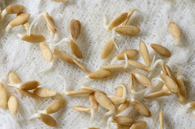 How to check seed germination – three simple ways