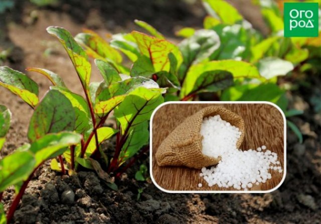 How to feed beets in the summer so that they feed you in the fall