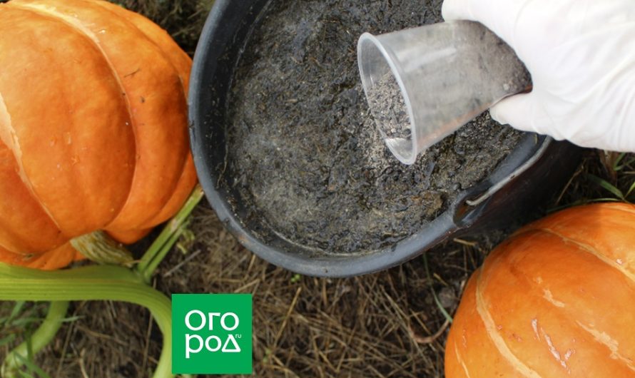 How to feed pumpkin in August and September