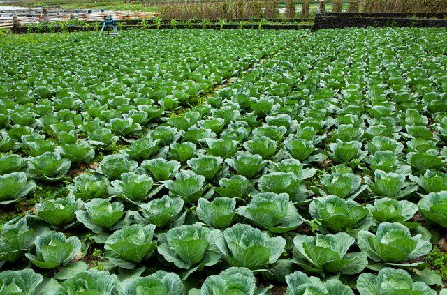 How to keep cabbage fresh until spring without losses