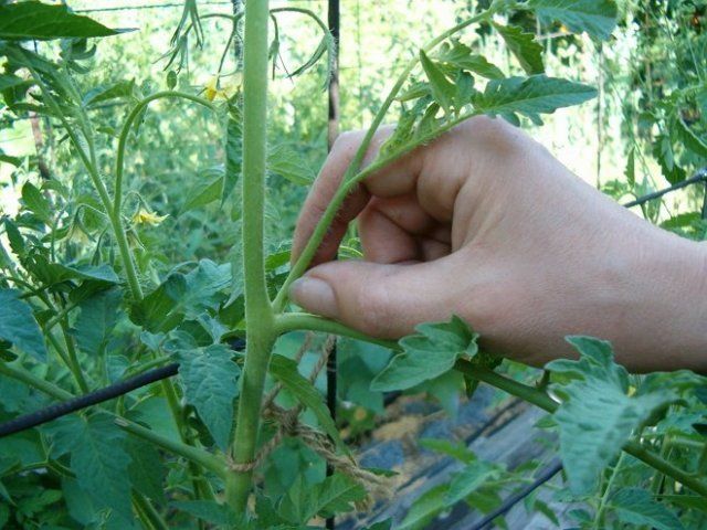 How to properly step-son tomatoes and is it necessary to do it at all