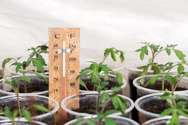How to protect seedlings in a greenhouse from frost in spring