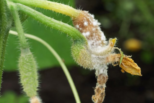 How to save cucumbers from rot in cold and damp summer