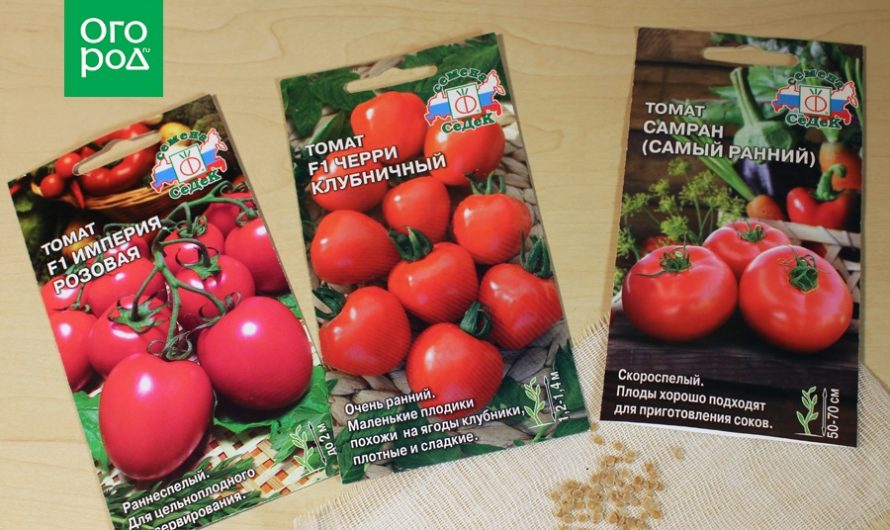 How to sow tomato seedlings and when to do it – a step-by-step master class with photos
