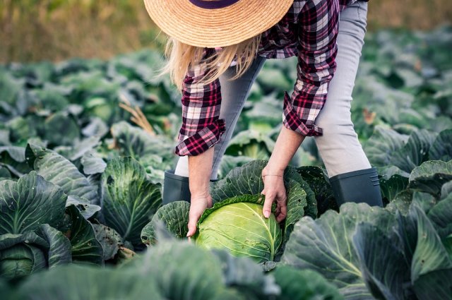 How to tell if your cabbage is ripe and ready to harvest