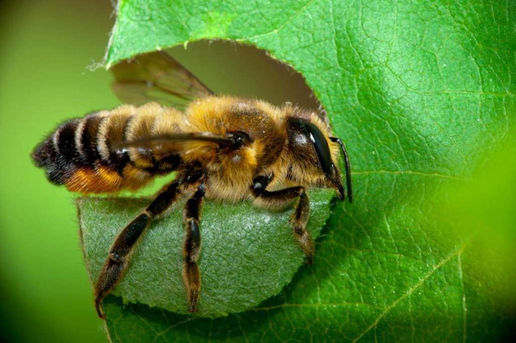 Leafcutter Bee: What Kind of Insect Is It? Benefits and Harms