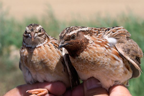 Quails for Beginners – Step by Step Guide