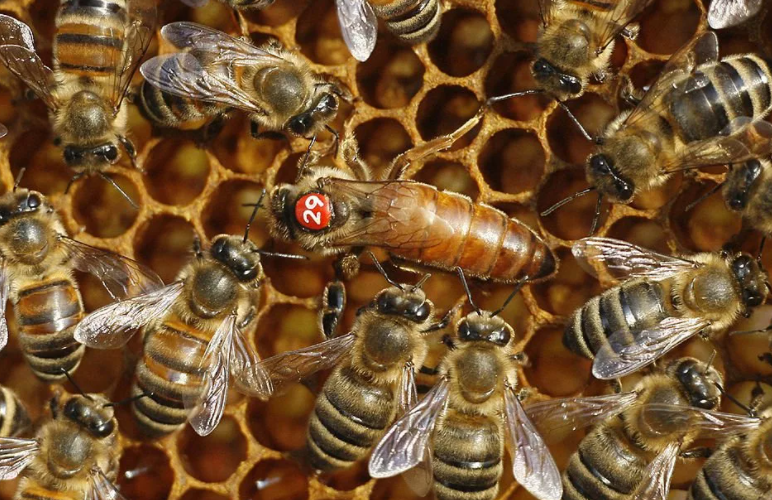 Reproduction of bees: methods and structure of insects
