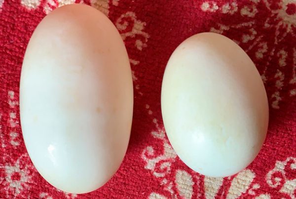 Secrets of duck eggs and advantages in cooking