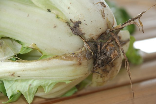 Slime and rot inside cabbage – what happened to the harvest