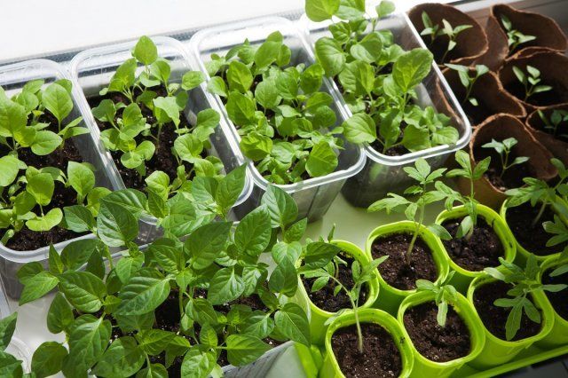 Sowing vegetables for seedlings: calculating the optimal timing