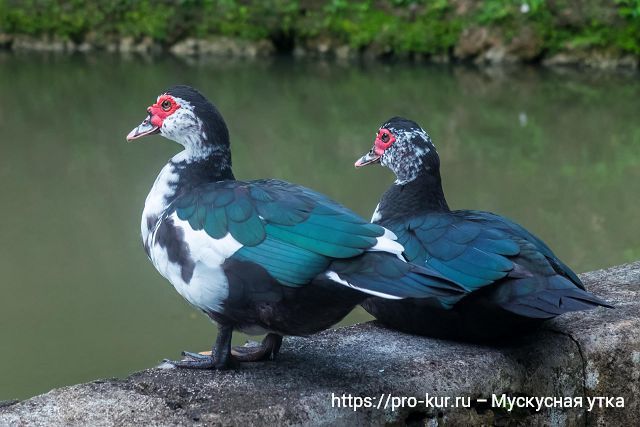 The best breeds of ducks for home breeding