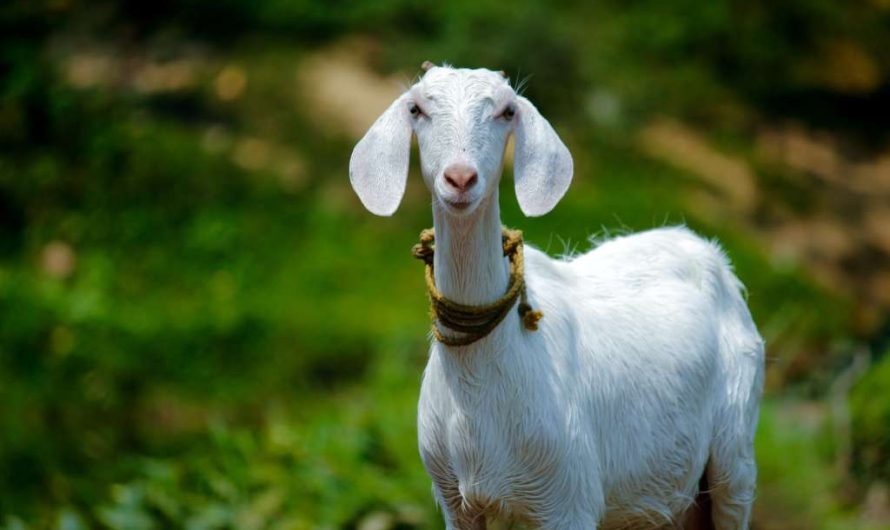 Top 35 Goat Breeds with a Brief Description of Each Type