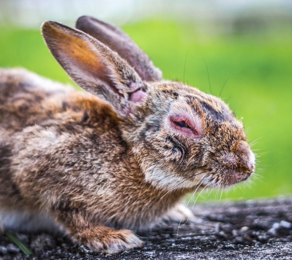 What is Myxomatosis in Rabbits? Symptoms and Prevention