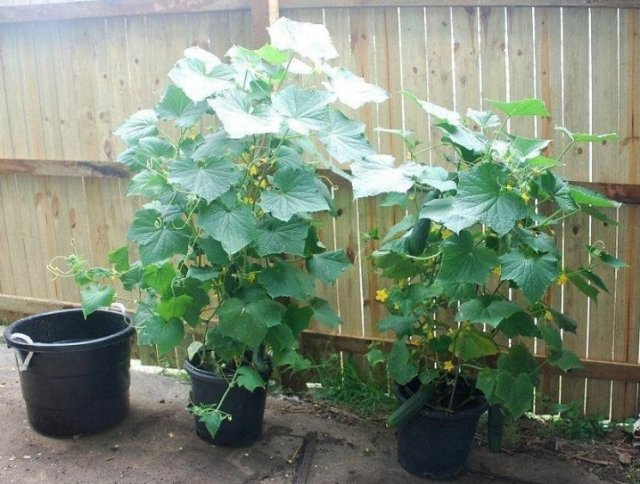 What to Grow Cucumbers in: 5 Options for a Compact Garden