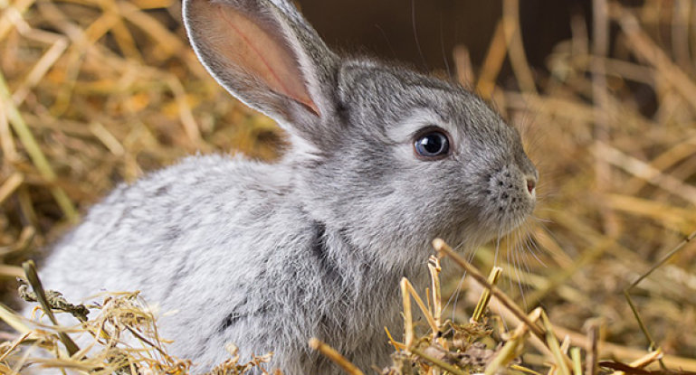What to do if your rabbit has a bloated belly? Symptoms and treatment