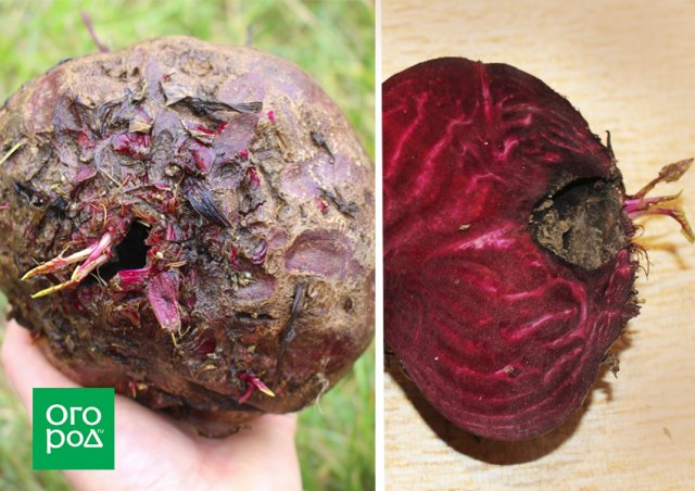 Why Beets Crack and How to Prevent It