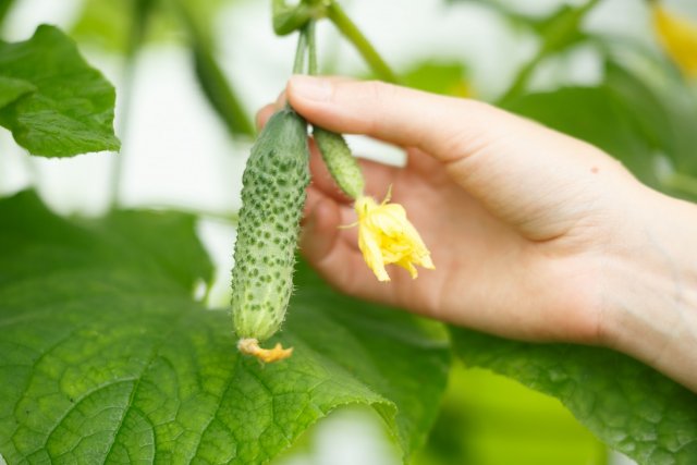 Why cucumbers are bitter and what to do to prevent them from being bitter