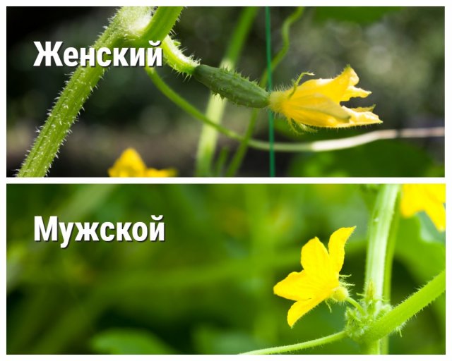 Why cucumbers have only one empty flower – 6 most common reasons
