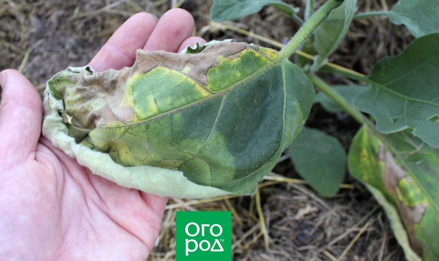 Why eggplants wither – reasons and methods of control