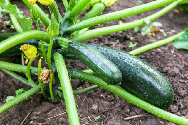 Zucchini ovaries are falling off: who is to blame and how to fix it