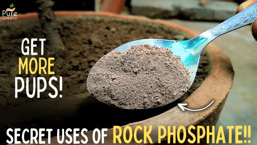 Phosphorite flour – fertilizer for a large harvest